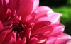 00383_gallerydahlia_1280x800.jpg