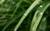 00386_dewdrop_1280x800.jpg