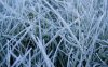 00436_frostedgrass_1280x800.jpg