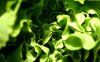 00636_greenstuff_1280x800.jpg