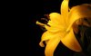 00700_yellowlilly_1280x800.jpg