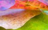 00790_leaf8_1280x800.jpg