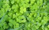 00813_irishclovers_1280x800.jpg