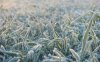 00836_frostygrass_1280x800.jpg