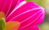 00891_flower19_1280x800.jpg