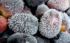 00909_frozengrapes_1280x800.jpg