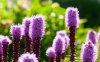 00991_purpleliatris_1280x800.jpg