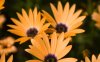 00984_flowers_1280x800.jpg