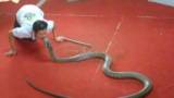 kiss king cobra at the phuket snake farm thailand